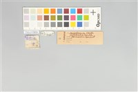 五色鳥藏品圖，第20張